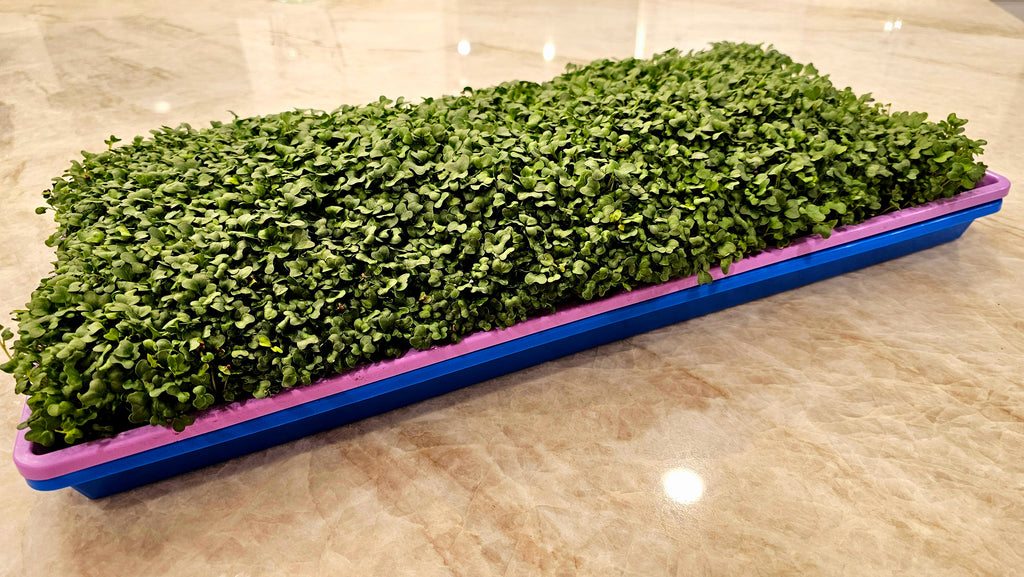 Broccoli Micros